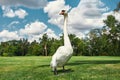 White swan walking in the park with green grass on a sunny summer day. Animal portrait Royalty Free Stock Photo