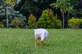 A white swan walks on the grass of the garden while poking at the grass Royalty Free Stock Photo