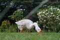 A white swan walks on the grass of the garden while poking at the grass Royalty Free Stock Photo