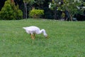 A white swan walks on the grass of the garden while poking at the grass Royalty Free Stock Photo