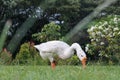 A white swan walks on the grass of the garden while poking at the grass Royalty Free Stock Photo
