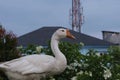 A white swan walks on the grass of the garden while poking at the grass Royalty Free Stock Photo