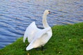 White geese walk on the grass near the water. Royalty Free Stock Photo