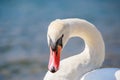 The white swan is watching me Royalty Free Stock Photo