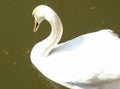 White swan on the water Royalty Free Stock Photo