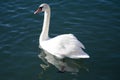 White swan on water