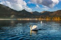 The white swan is in the water with the birds, in the morning the golden sunlight creates a warm atmosphere