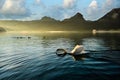 The white swan is in the water with the birds, in the morning the golden sunlight creates a warm atmosphere Royalty Free Stock Photo