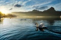 The white swan is in the water with the birds, in the morning the golden sunlight creates a warm atmosphere Royalty Free Stock Photo