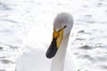 White swan on the water close-up. Glare from the sun on the surface of the water. Shiny drops of water on the plumage of a bird Royalty Free Stock Photo