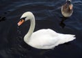 White and grey Swan on lake Royalty Free Stock Photo