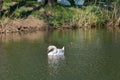 White Swan water movement sun reflection nature on swan lake in park Royalty Free Stock Photo