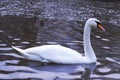 White swan on water