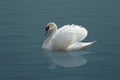 White swan Royalty Free Stock Photo