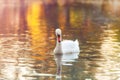 Swan in a lake with autumn leaves Royalty Free Stock Photo