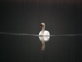 White swan on water