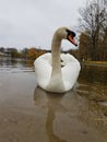 White swan on the water