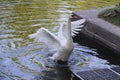 A lone white Swan flaps its wings