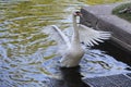 A lone white Swan flaps its wings
