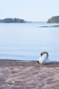 White swan on a wet sandy beach. Royalty Free Stock Photo