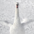 White swan on white snow Royalty Free Stock Photo