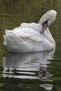 A white swan Royalty Free Stock Photo