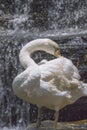 White Swan White swans are very charming in crystal clear ponds Royalty Free Stock Photo