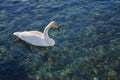 White swan in winter on unfrozen lake