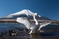 White swan in yamanaka lake