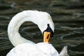 White swan in the water