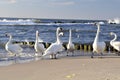 White swans on beach