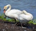 White swans are birds of the family Anatidae Royalty Free Stock Photo