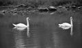 White swans are birds of the family Anatidae within the genus Cygnus. Royalty Free Stock Photo