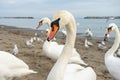 White swans on the Black Sea shore Royalty Free Stock Photo