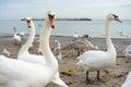 White swans on the Black Sea shore Royalty Free Stock Photo