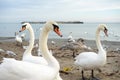 White swans on the Black Sea shore Royalty Free Stock Photo