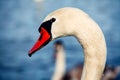 Beautiful white swan family lake romance seasonal postcard selective blue water gently day valentine nature love winter ice Royalty Free Stock Photo