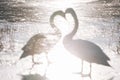 Beautiful white swan family lake romance seasonal postcard selective blue water gently day valentine nature love winter ice Royalty Free Stock Photo