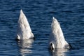 White swans on blue ocean in sunlight Royalty Free Stock Photo