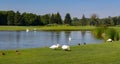 White swans and brown ducks near lake in summer park. Season landscape. Beautiful countryside with birds and pond. Royalty Free Stock Photo