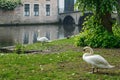 Swans on a canal bank near Begijnhof Beguinage in Bruges town. Brugge, Belgium Royalty Free Stock Photo