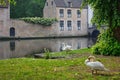 Swans on a canal bank near Begijnhof Beguinage in Bruges town. Brugge, Belgium Royalty Free Stock Photo