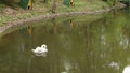 White swans clean their feathers on the lake after wintering, background