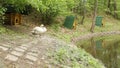 White swans clean their feathers on the lake after wintering, background