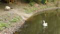 White swans clean their feathers on the lake after wintering, background