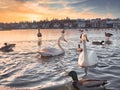 White swans and colored ducks swimming on city lake in Rejkjavik, Iceland