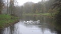 White swans diving into water searching for food