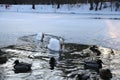 White swans and duck swimming in a cold lake in winter season. Snow stored around the lake