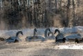 White swans and ducks on the frozen lake Royalty Free Stock Photo