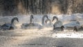 white swans, ducks on frozen lake and steam coming from the water Royalty Free Stock Photo